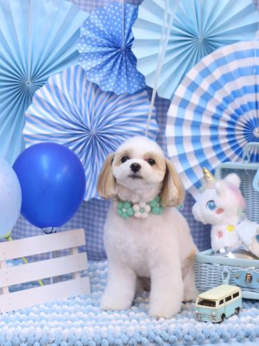 20231110みるくちゃん